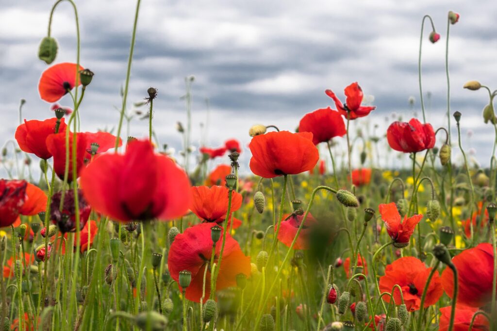 Spiritual significance of the red poppy flower?
