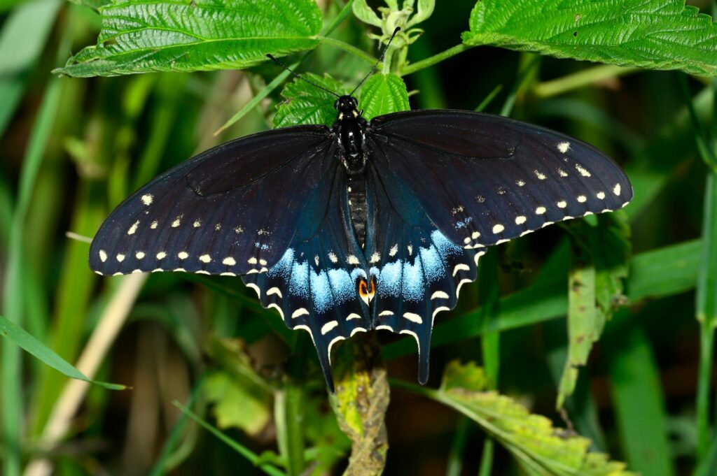 Spiritual Meaning the Black Swallowtail Butterfly