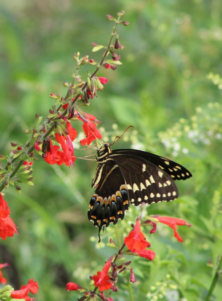 Spiritual Meaning the Black Swallowtail Butterfly