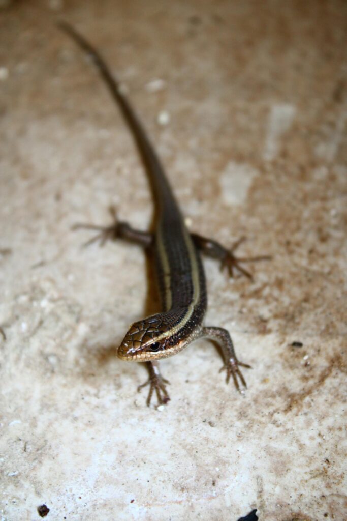 Spiritual Significance of Finding Lizard in House