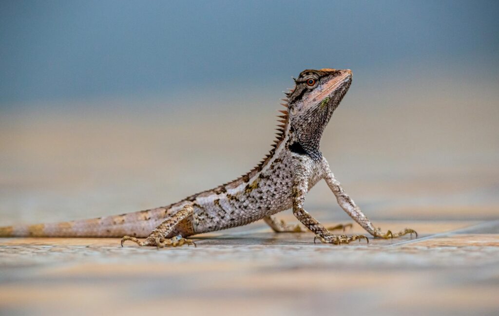 Spiritual Significance of Finding Lizard in House