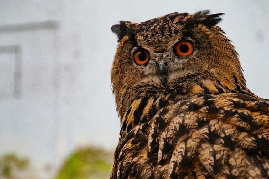 Spiritual Significance of an Owl Hooting during the day?