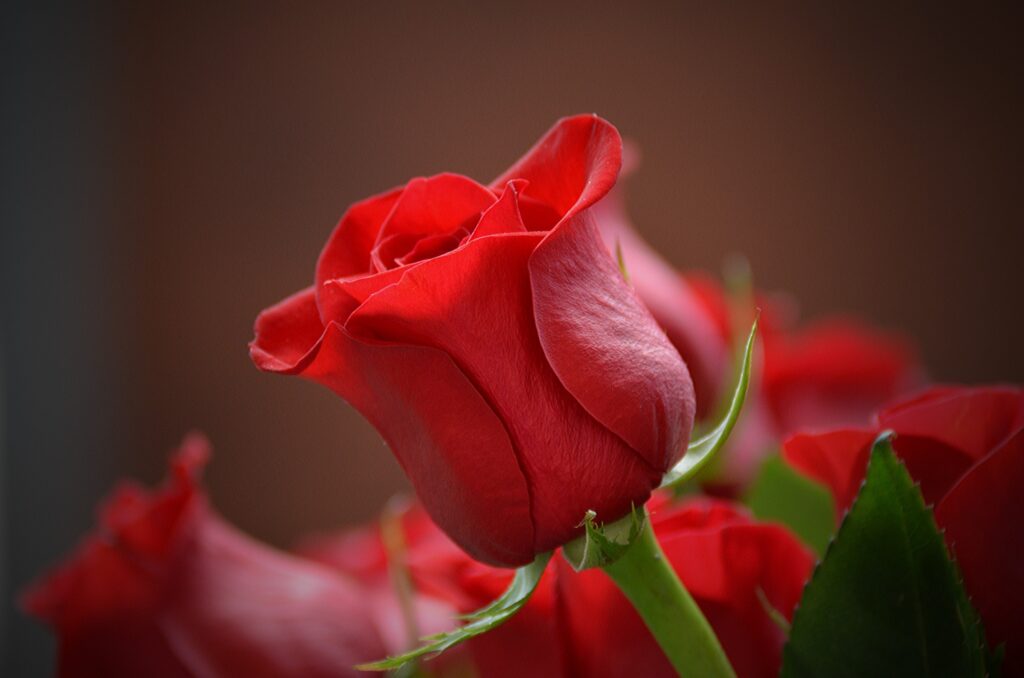 Symbolic Meaning of the Red Rose in spirituality