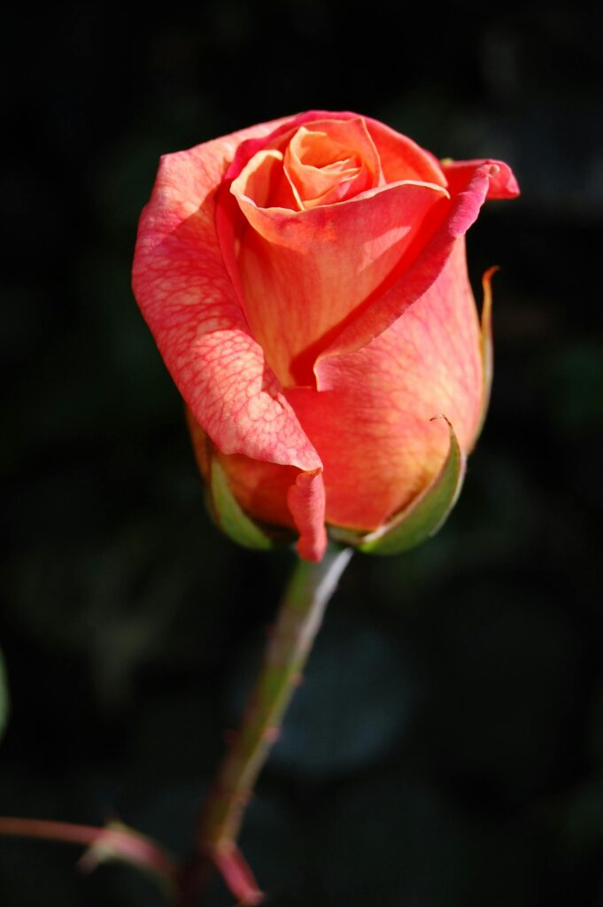 Symbolic Meaning of the Red Rose in spirituality