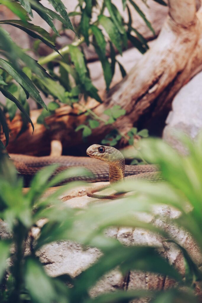 The Spiritual Significance of Running Over a Snake