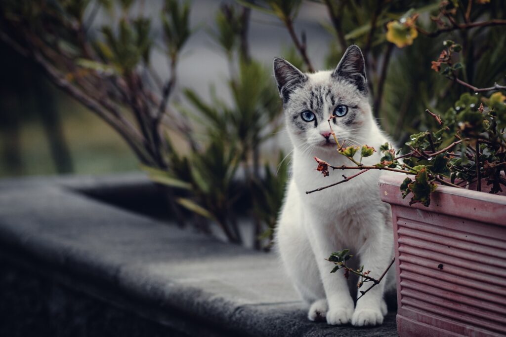 The Spiritual Significance of Seeing a White Cat
