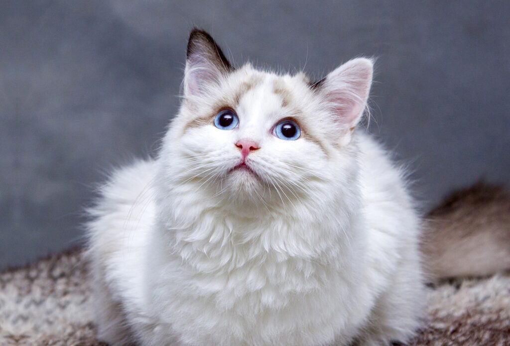 The Spiritual Significance of Seeing a White Cat
