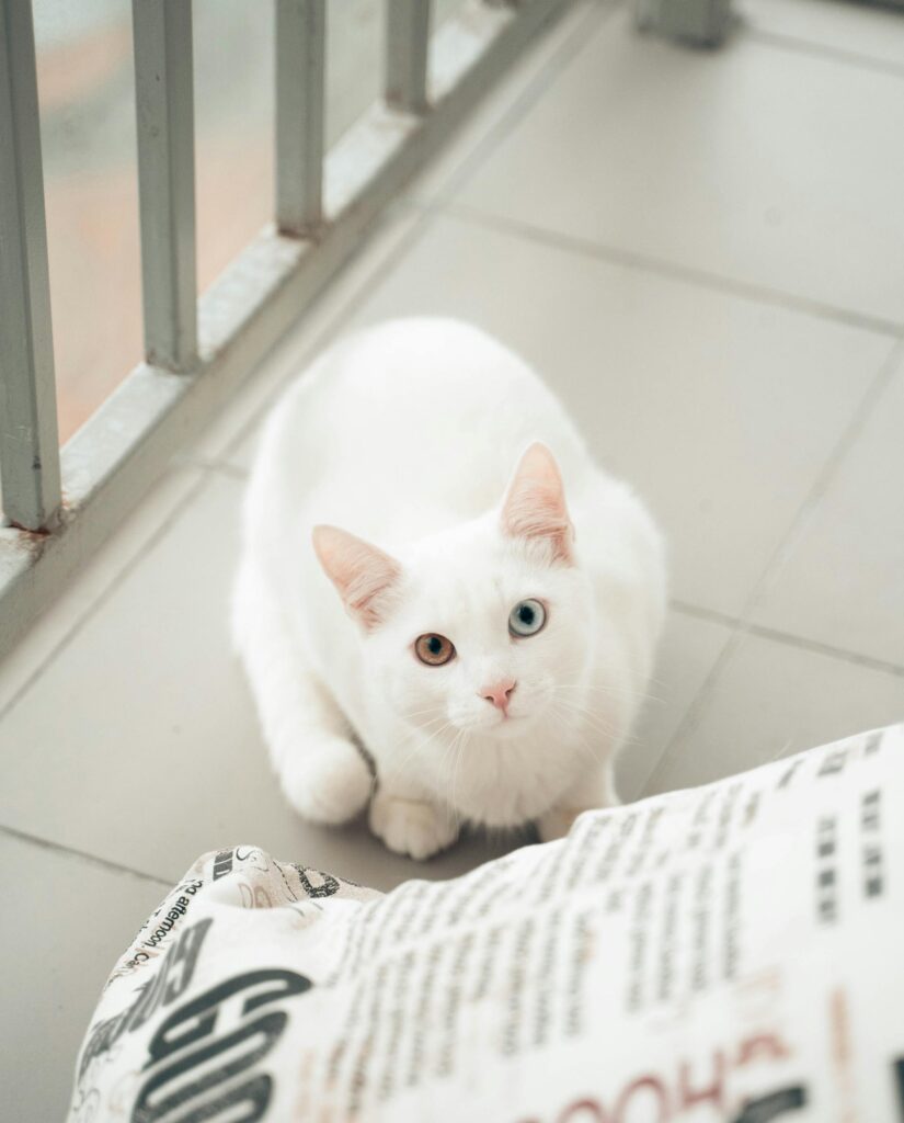The Spiritual Significance of Seeing a White Cat