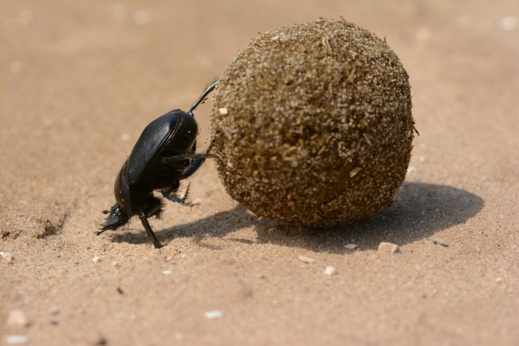 The Spiritual Symbolism of the Scarab Beetle