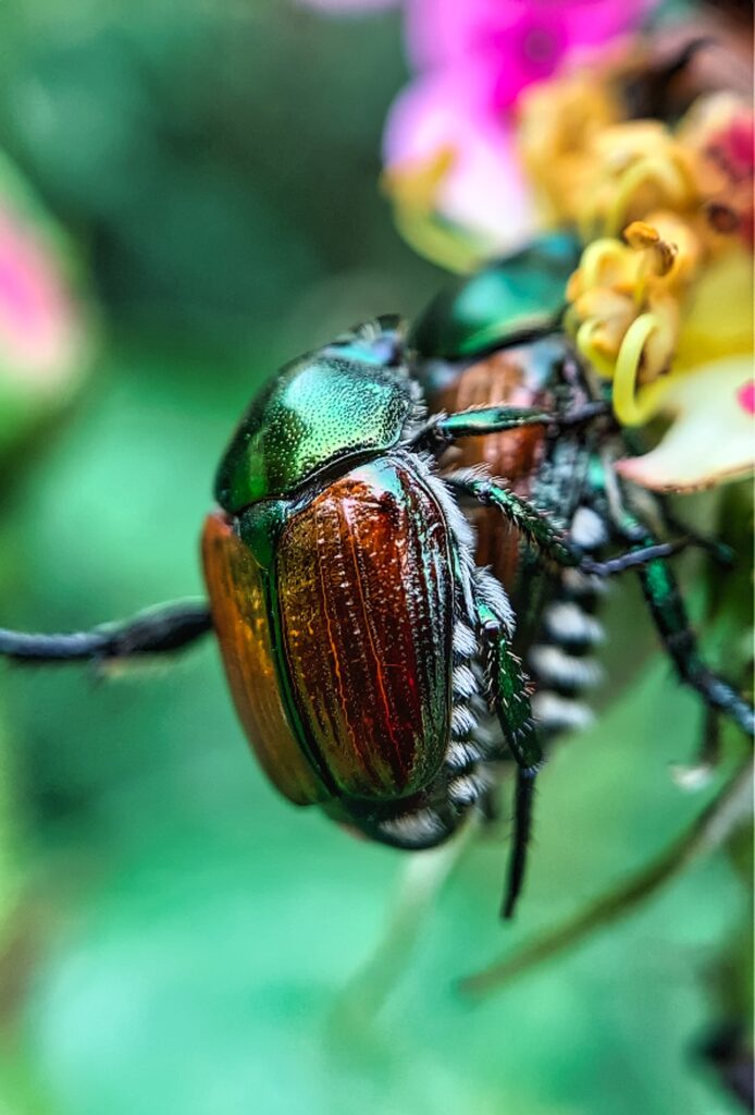 The Spiritual Symbolism of the Scarab Beetle