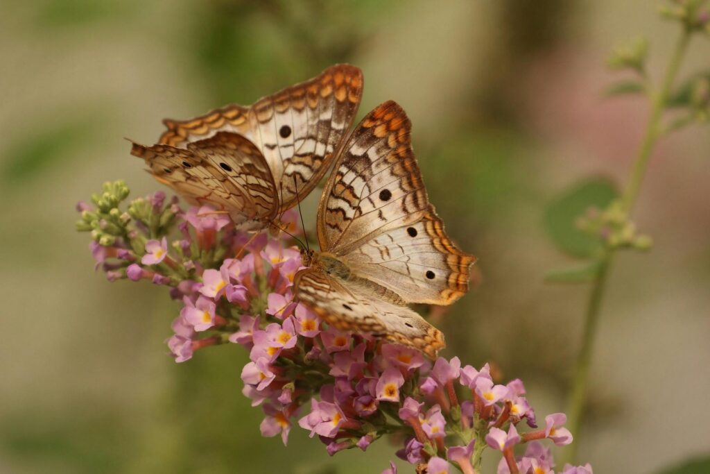 What is the spiritual significance of butterflies?