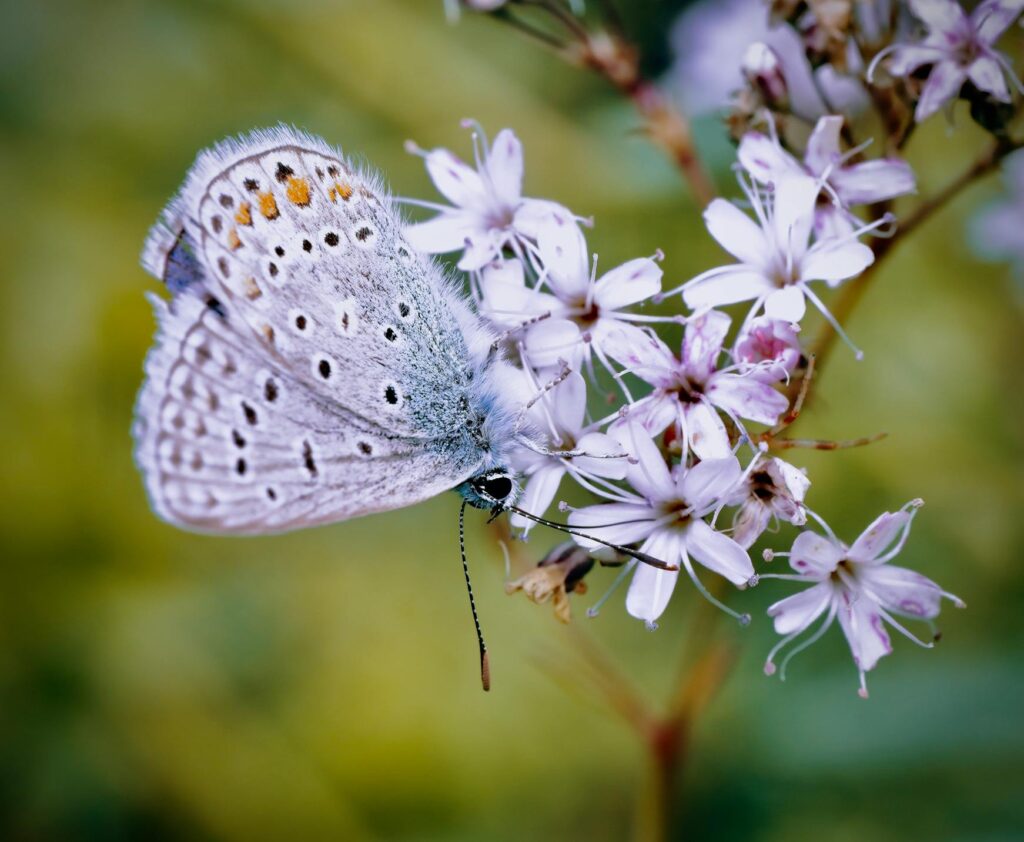 What is the spiritual significance of butterflies?