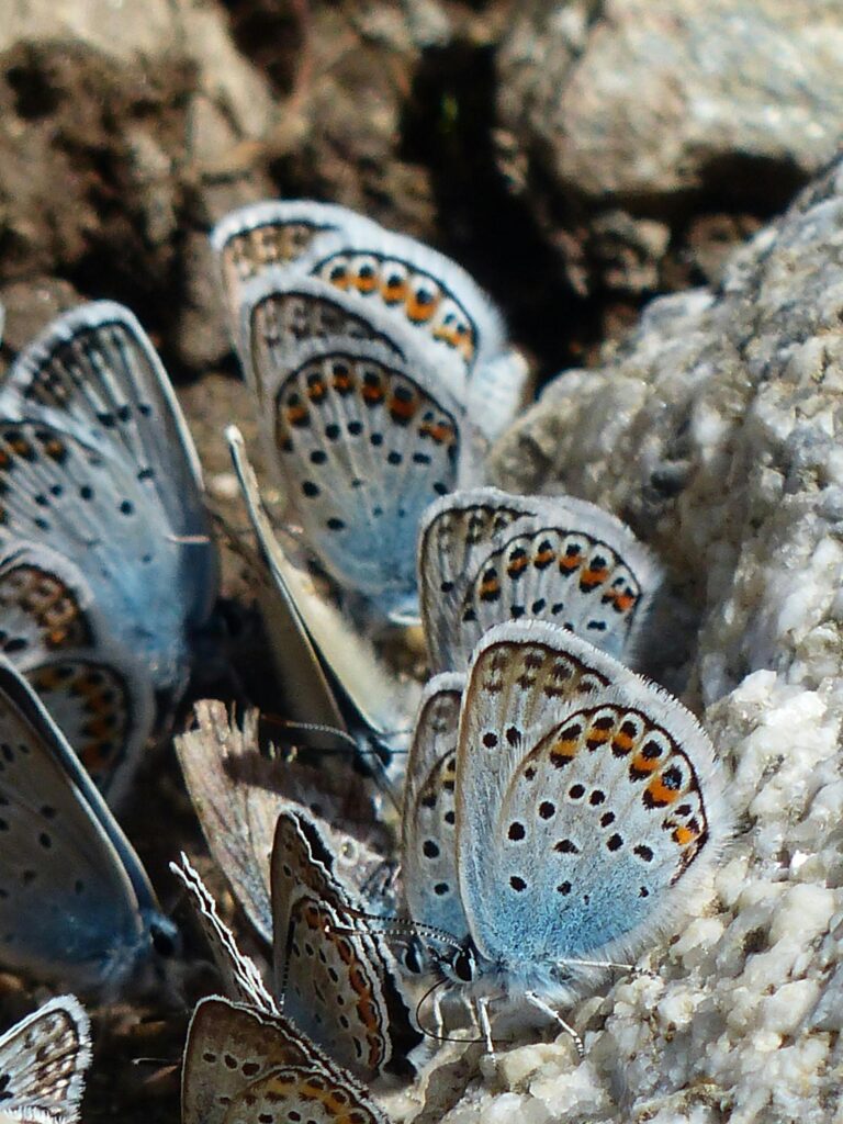 What is the spiritual significance of butterflies?