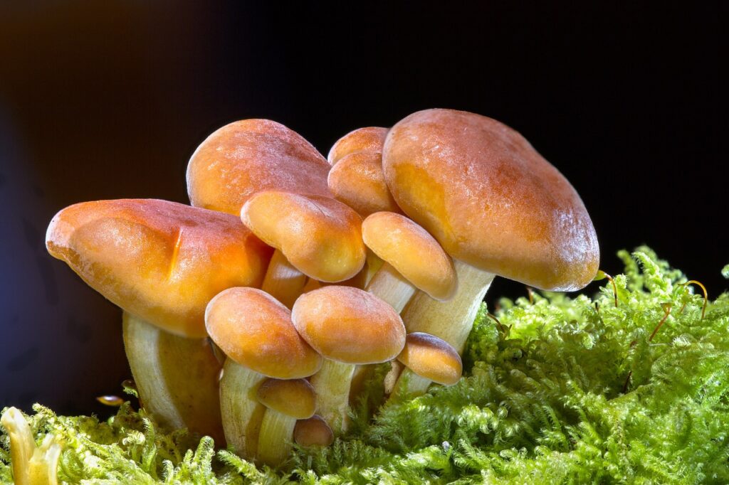 What is the spiritual significance of mushrooms
