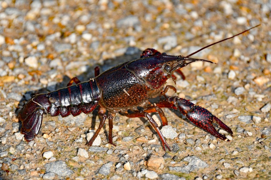 What Does it Mean to Dream of a Lobster?