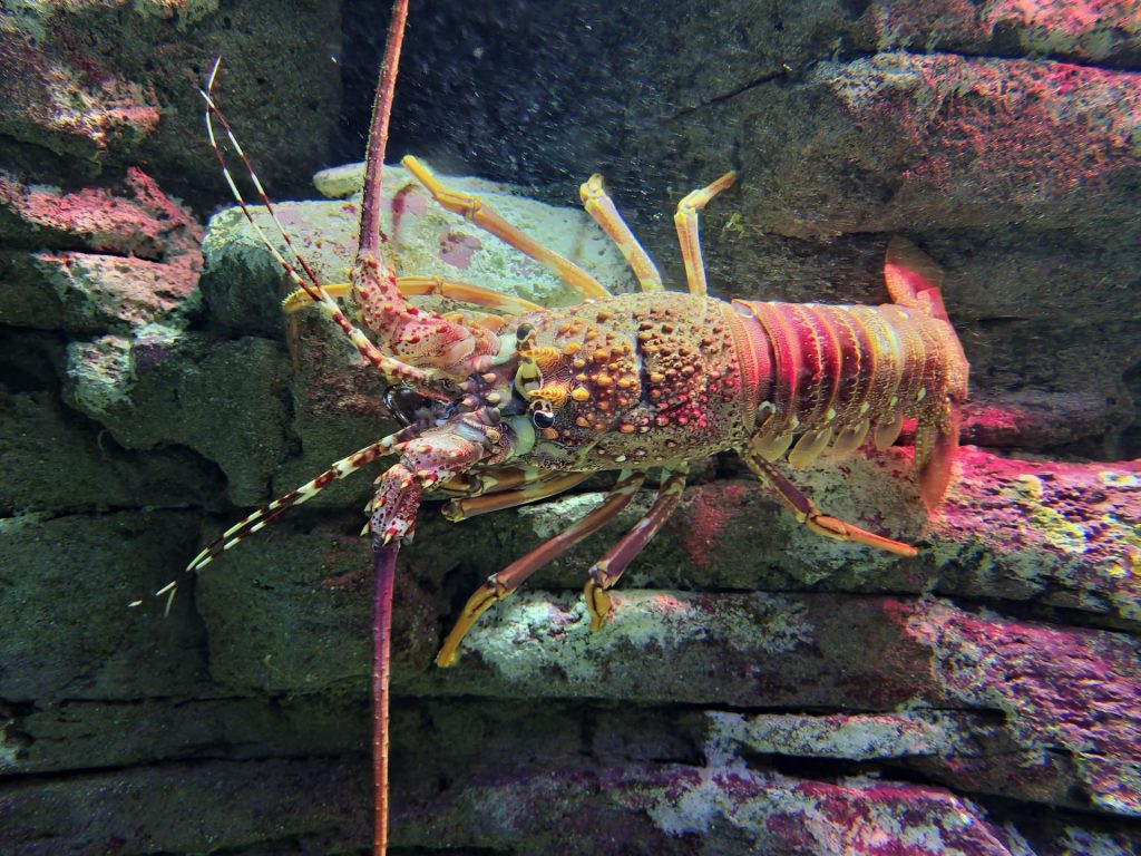 What Does it Mean to Dream of a Lobster?