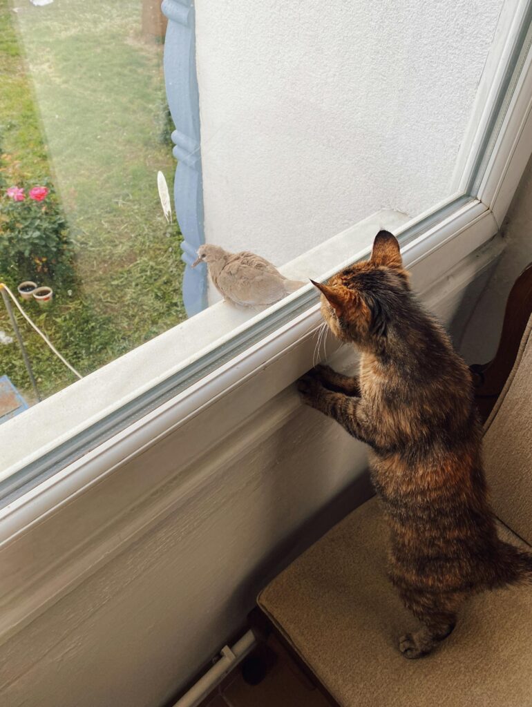 What is the significance of a bird tapping on your window - Zen Spirity