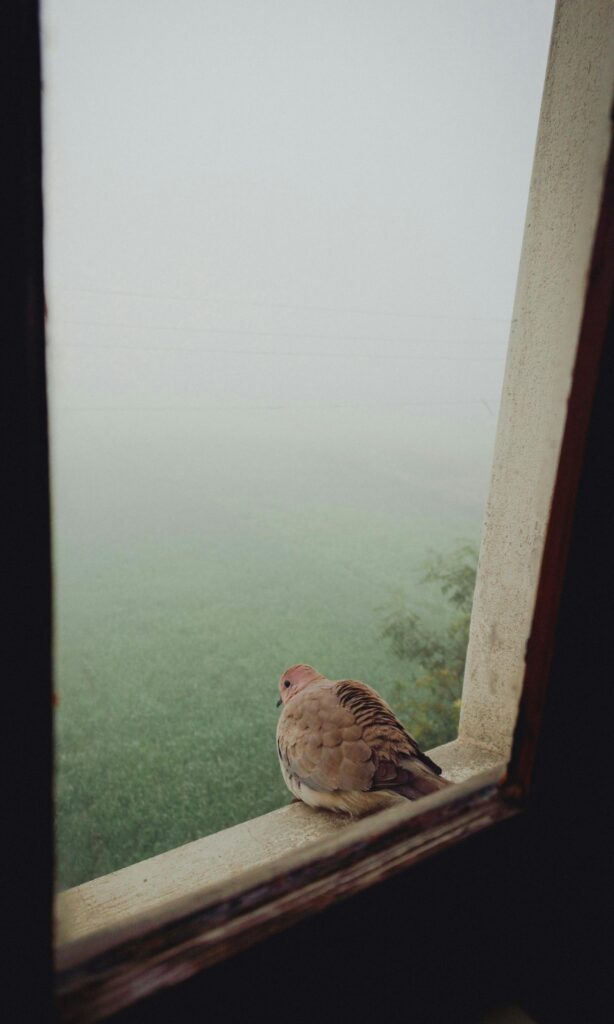 The Significance of a Bird Tapping on Your Window