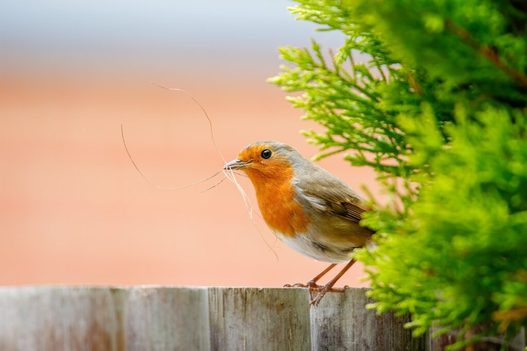 The Significance of a Bird Tapping on Your Window