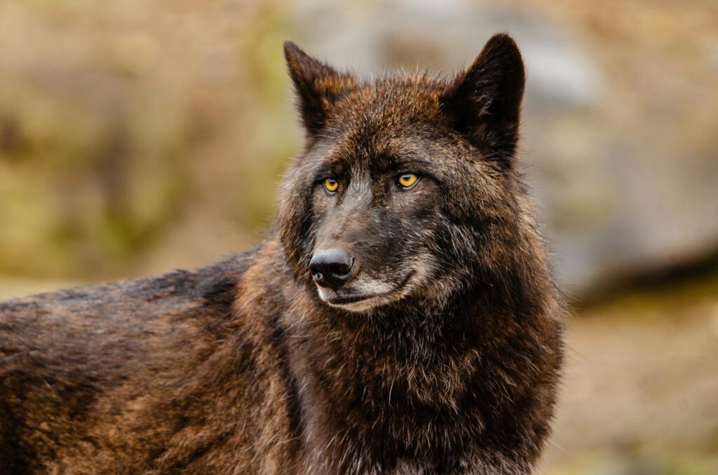The Spiritual Meaning Behind the Black Wolf The Spiritual Meaning Behind the Black Wolf