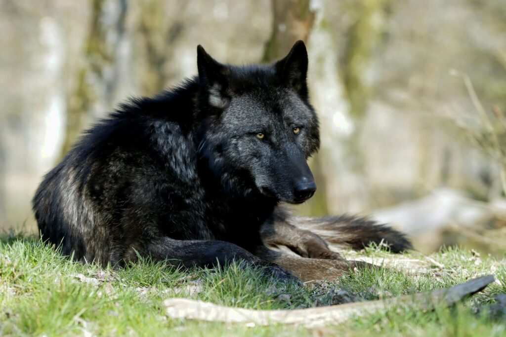 The Spiritual Meaning Behind the Black Wolf
