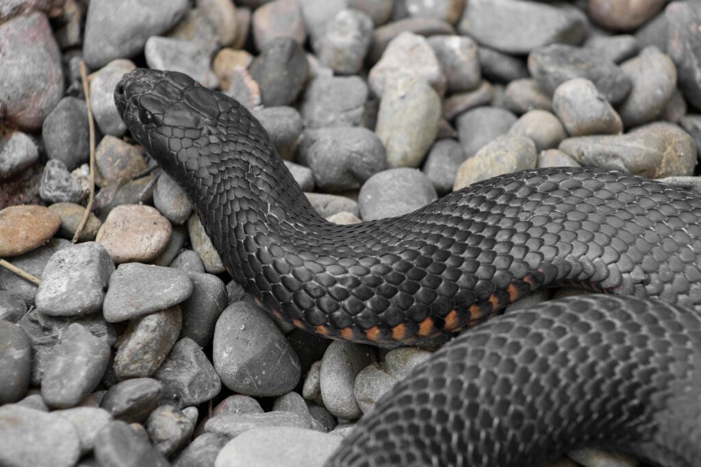 What Does It Mean to Dream of Black Snakes?