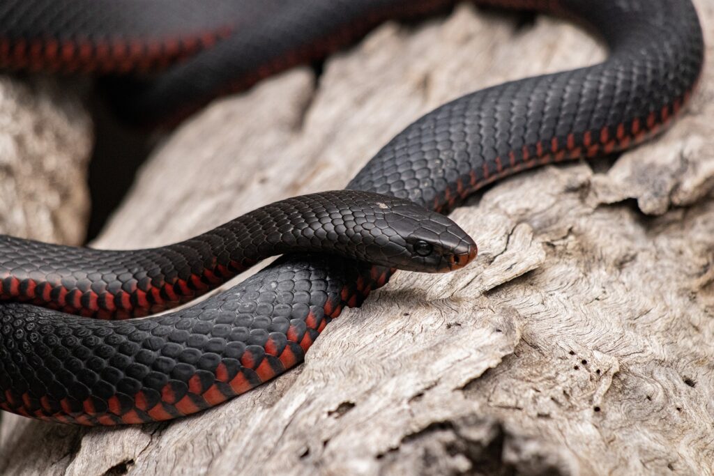 What Does It Mean to Dream of Black Snakes?