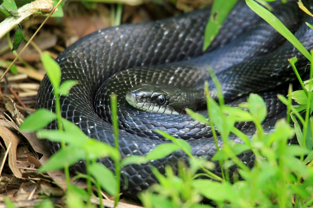 What Does It Mean to Dream of Black Snakes?