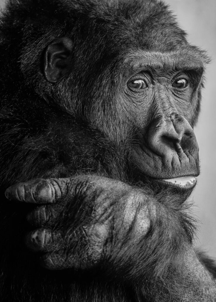 What does it mean to dream about a gorilla?