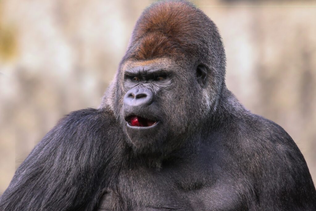What does it mean to dream about a gorilla?