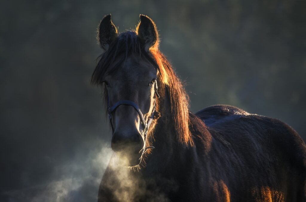 Black Horse in Symbolism and Mythology