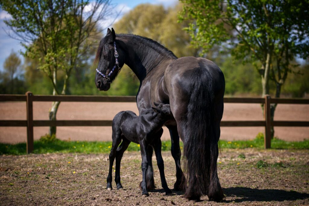 Black Horse in Symbolism and Mythology