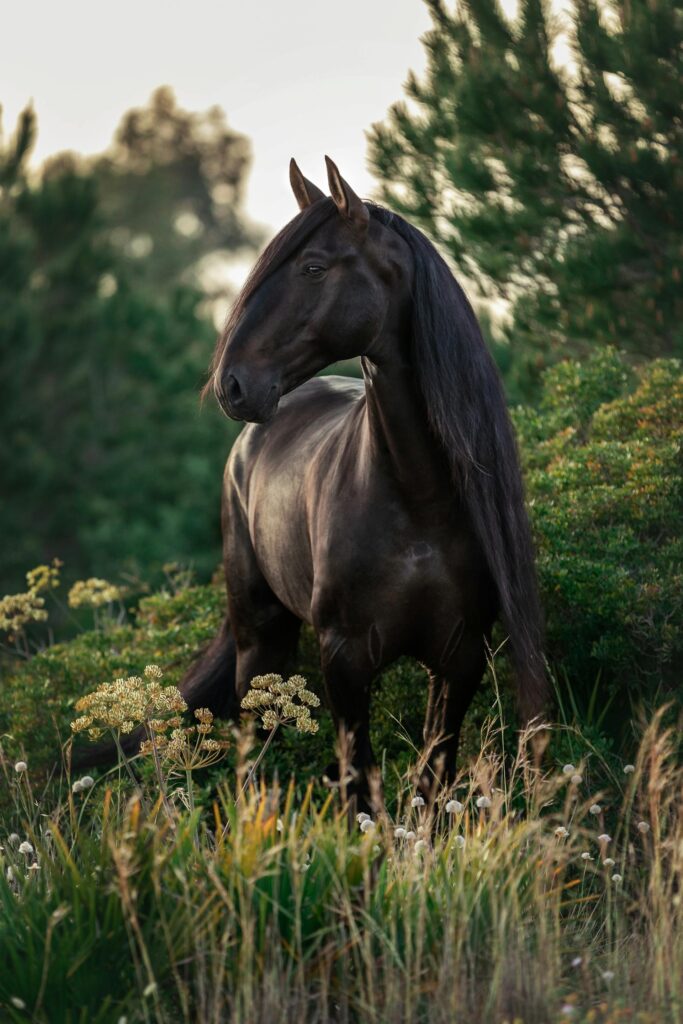 Black Horse in Symbolism and Mythology