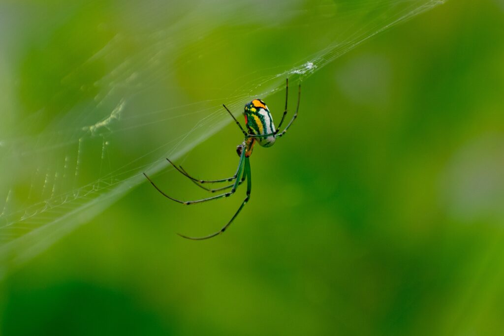 What is the spiritual significance of orb weavers