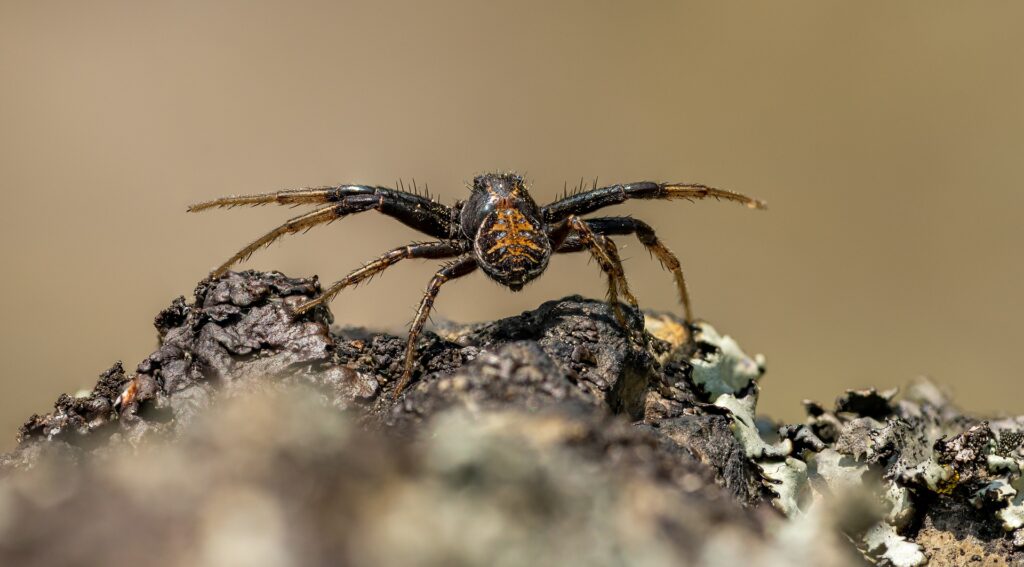 What is the spiritual significance of orb weavers