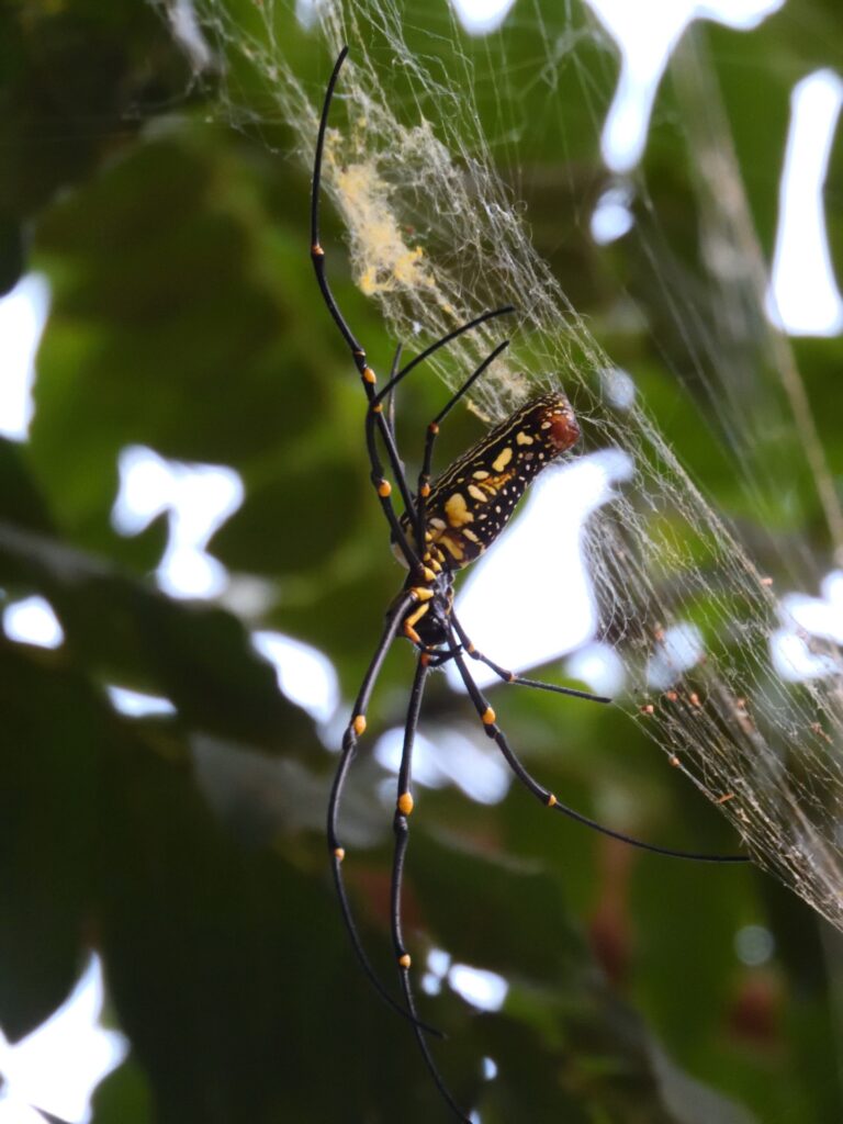 What is the spiritual significance of orb weavers
