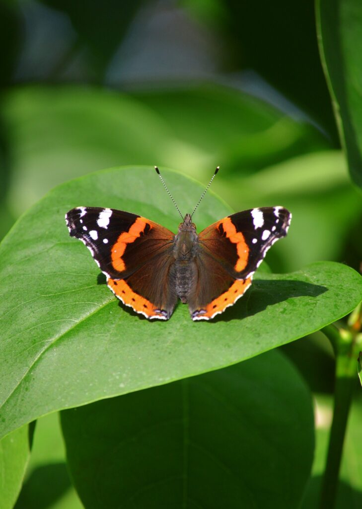 Spiritual Significance of the Red Admiral Butterfly