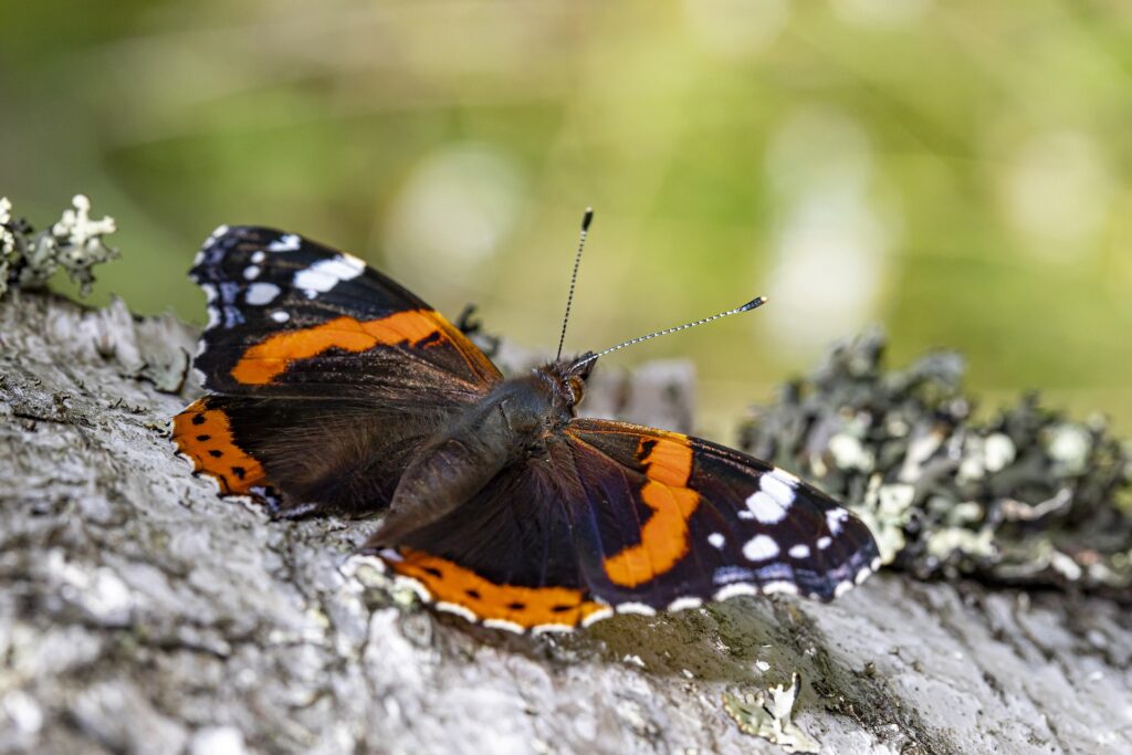 Spiritual Significance of the Red Admiral Butterfly