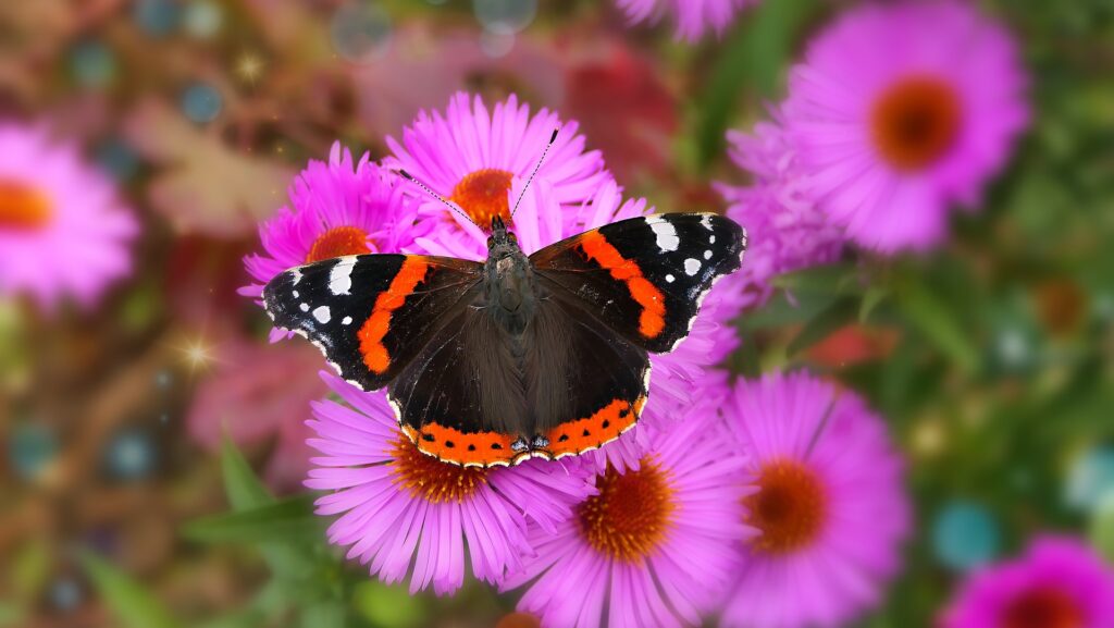 Spiritual Significance of the Red Admiral Butterfly
