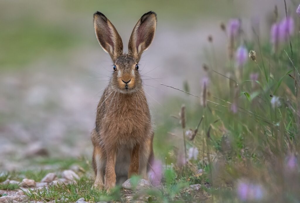 Rabbit Crosses Your Path The Spiritual Symbolism