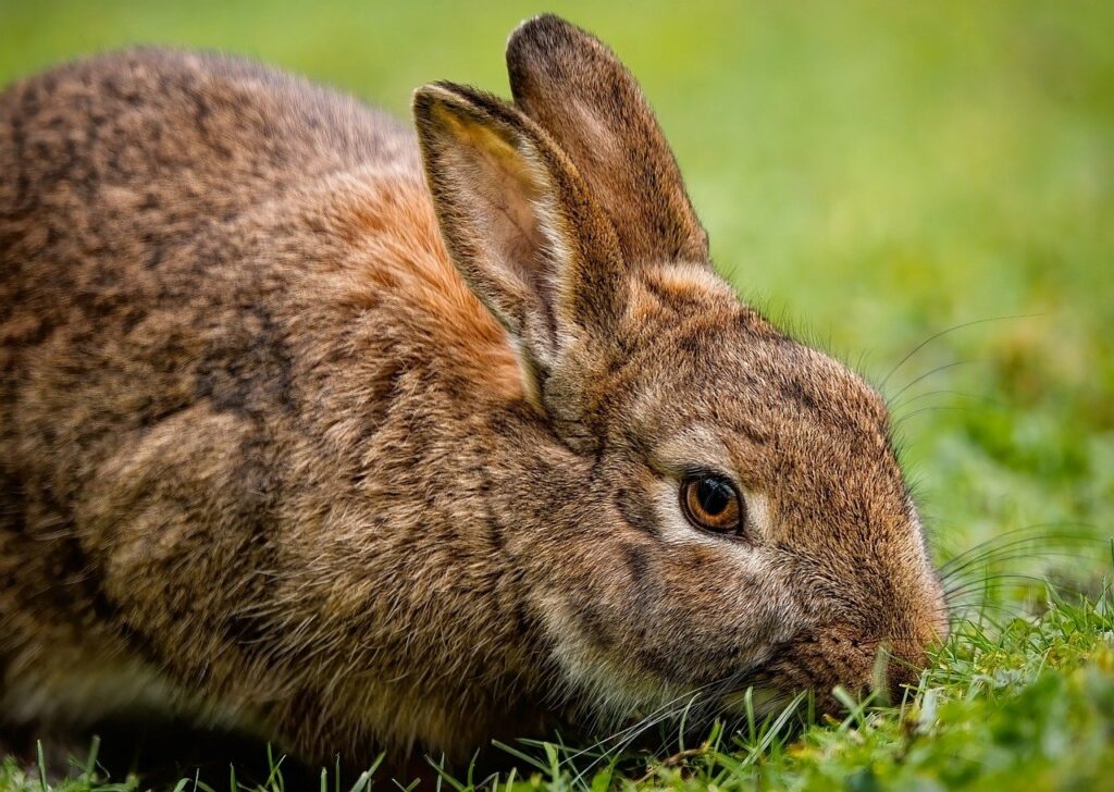 Rabbit Crosses Your Path The Spiritual Symbolism
