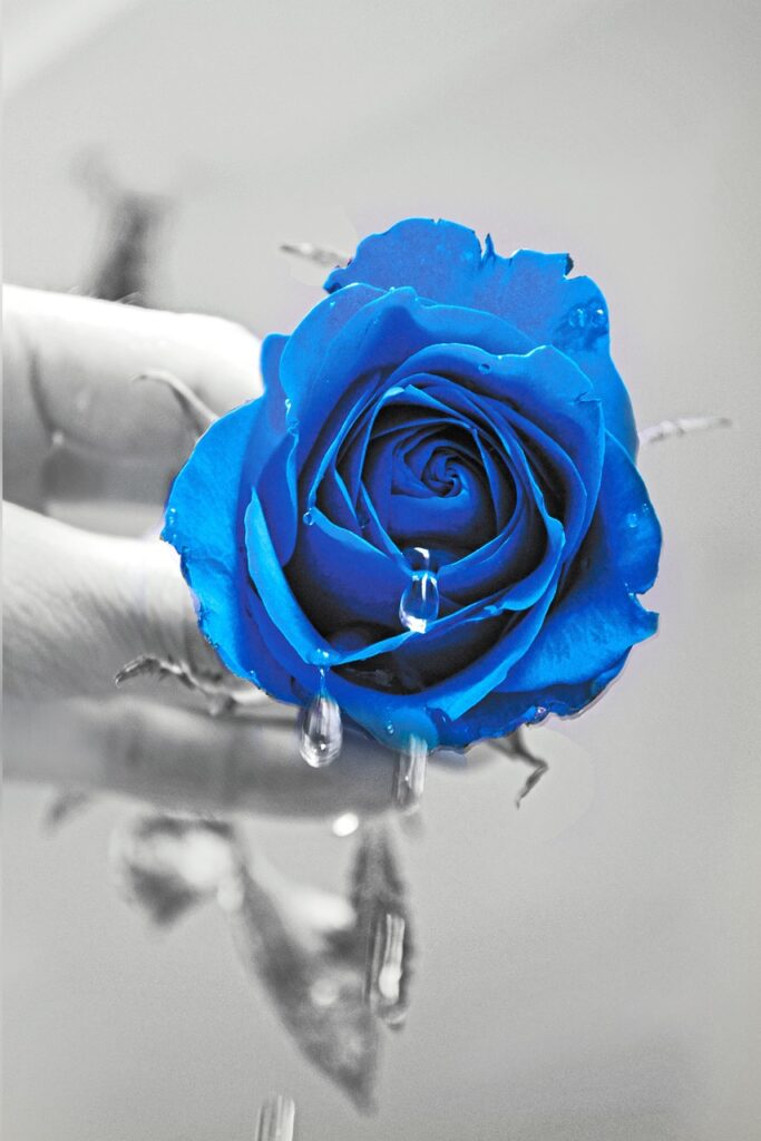 The Spiritual Meaning Behind the Blue Rose