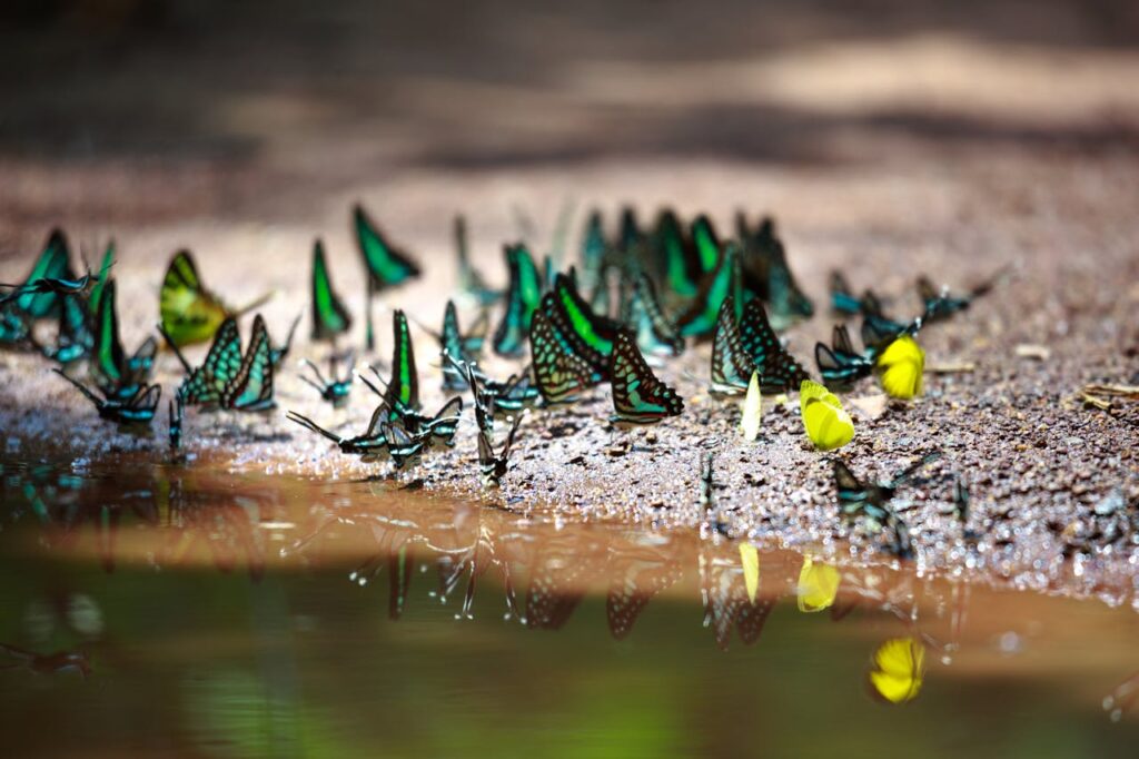 The Spiritual Significance of Butterflies