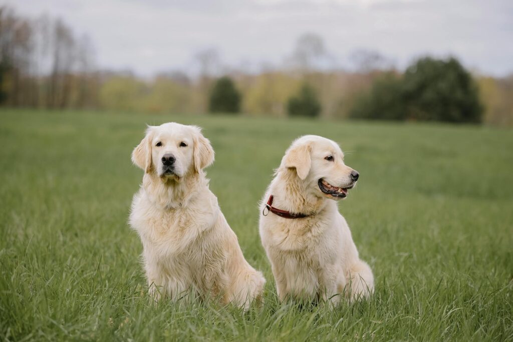 The Spiritual Significance of White Dogs