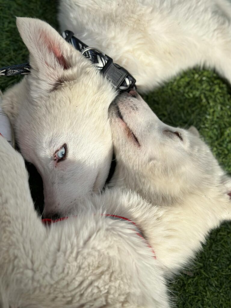 The Spiritual Significance of White Dogs