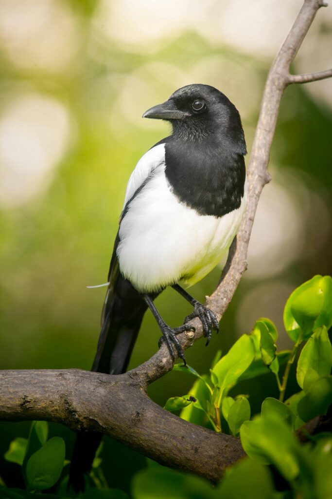 What is the Spiritual Significance of Magpies?