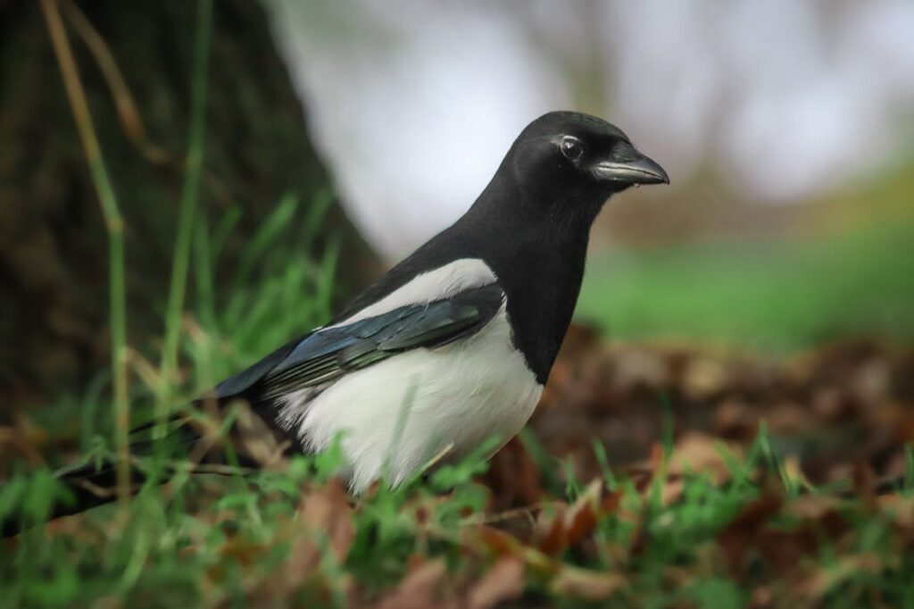 What is the Spiritual Significance of Magpies?
